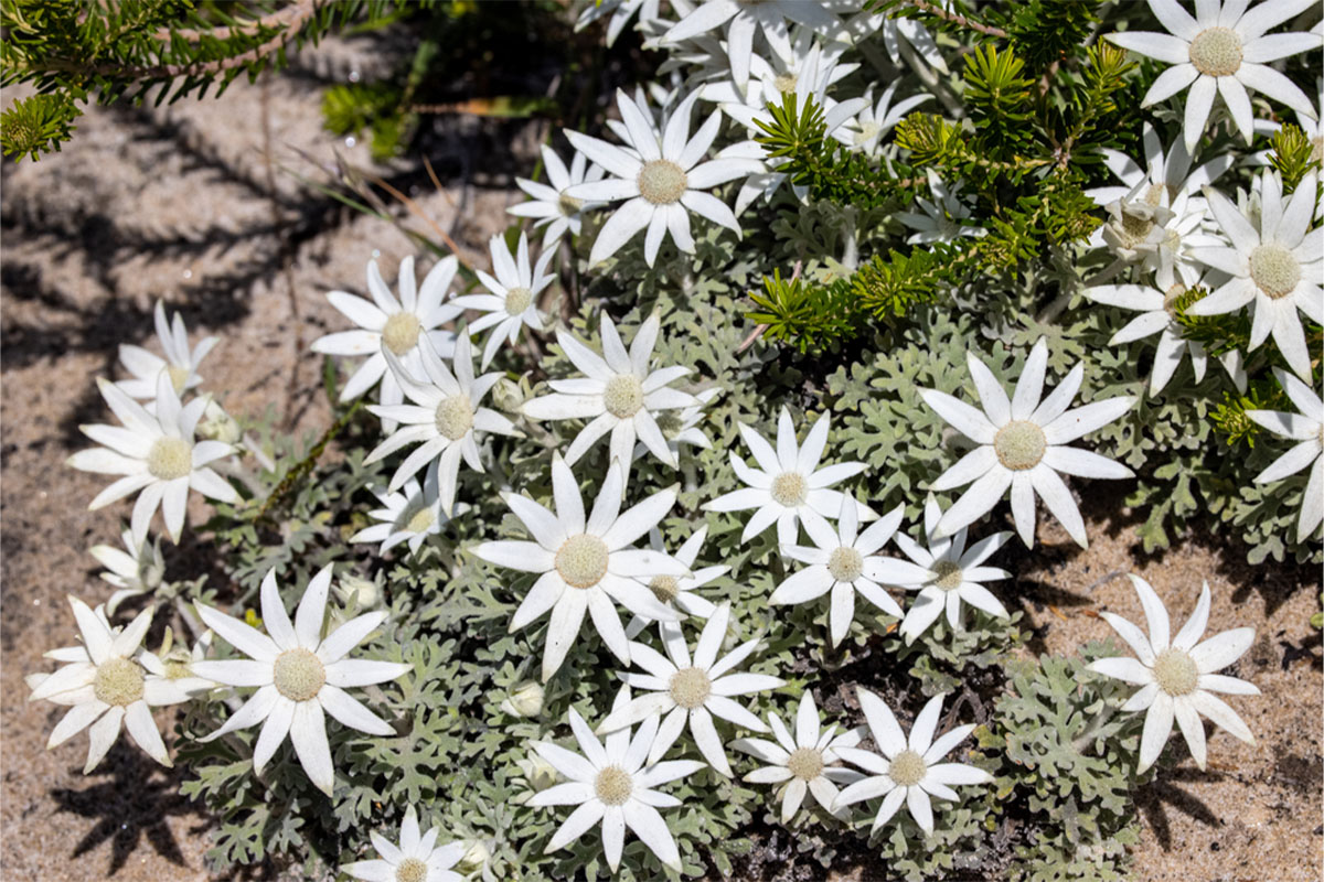 Flannel Flower Pin